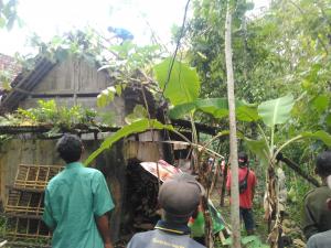 Pohon Tumbang IBU Ruli Sukismi